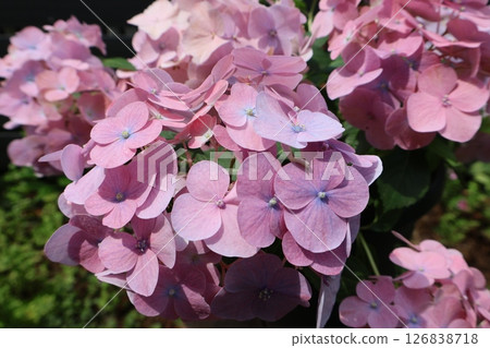 Pink Hydrangea Lagrangea Pink Hydrangea Lagrangea 126838718