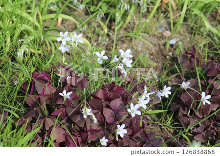 春天花園裡盛開的三角酢漿草花，花瓣小白，葉子呈現紫色三角形 126838868
