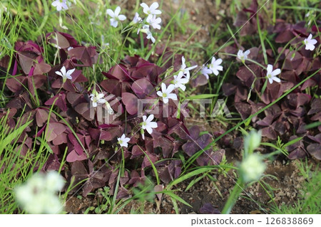 Oxalis triangularis flower with small white petals and purple triangular leaves blooming in a spring garden 126838869