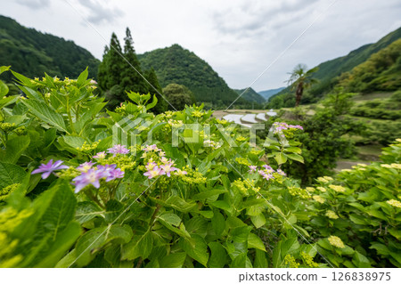 Hydrangeas blooming at the Bansho rice terraces Hydrangeas blooming at the Bansho rice terraces 126838975