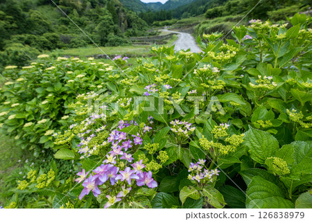 Hydrangeas blooming at the Bansho rice terraces Hydrangeas blooming at the Bansho rice terraces 126838979