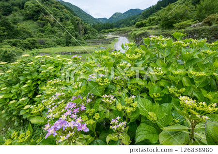番椒梯田上盛開的繡球花 番椒梯田上盛開的繡球花 126838980