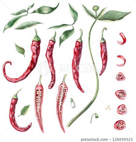 Set of hot peppers whole, halves, pieces, parts, leaves, flowers, seeds. Isolated watercolor illustration for design of culinary blogs, books, recipes, kitchen utensils Set of hot peppers whole, halves, pieces, parts, leaves, flowers, seeds. Isolated watercolor illustration for design of culinary blogs, books, recipes, kitchen utensils 126839323