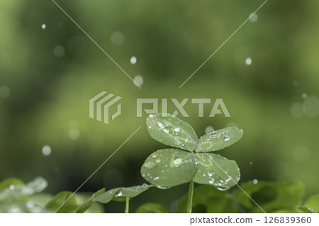 閃亮的雨滴和四葉草 126839360