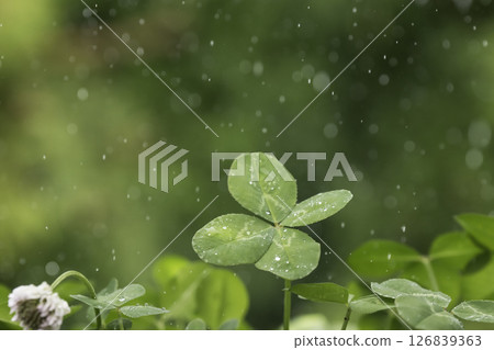 閃亮的雨滴和四葉草 126839363