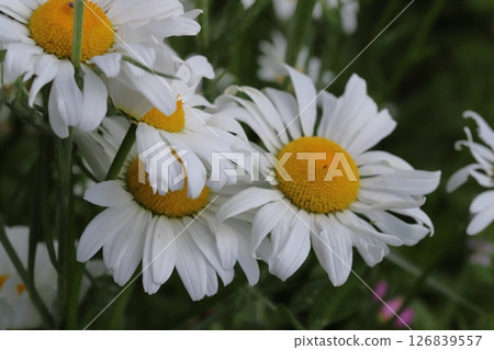 Oxeye daisy flowers with white ray petals and yellow tubular flowers blooming in a spring garden 126839557