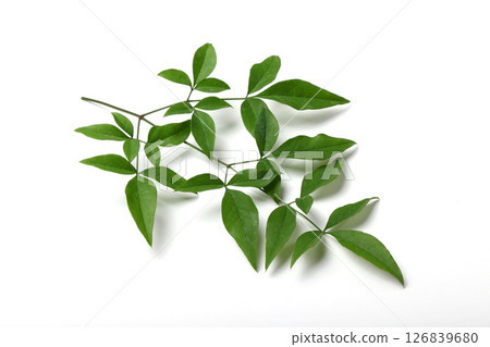 Southern sky leaves 126839680