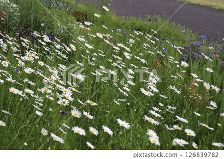 開花在春天公園的白色雛菊花 126839782
