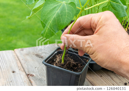 Gardener transplanting young seedling into bigger container 126840131