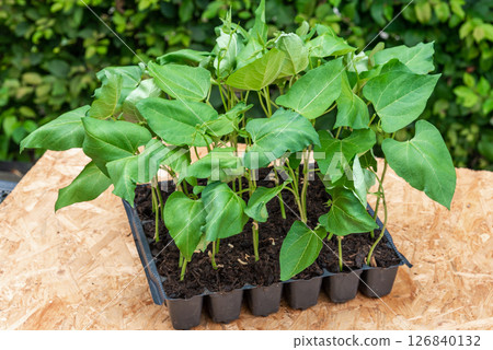 Seedlings in a plastic tray ready to be planted in the garden 126840132