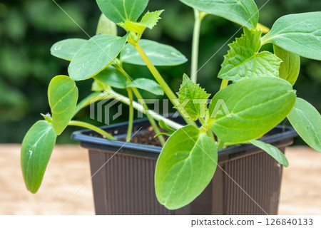 Young cucumber plants in a pot on a workbench before planting 126840133