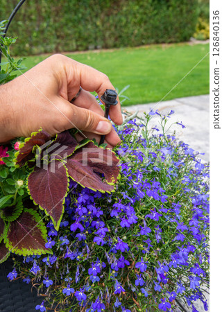 Male hand holding drip irrigation and installing it into the flo 126840136