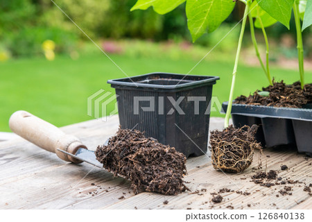 Potting up vegetable seedling into plastic container,  spade fil 126840138
