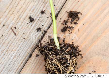 Tray with vegetable seedling on wooden work bench Tray with vegetable seedling on wooden work bench 126840140
