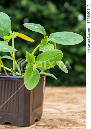 Young cucumber plants in a pot on a workbench before planting Young cucumber plants in a pot on a workbench before planting 126840141