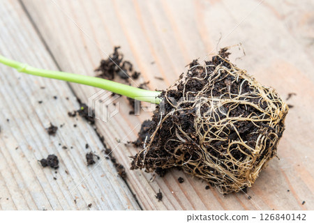 Tray with vegetable seedling on wooden work bench 126840142