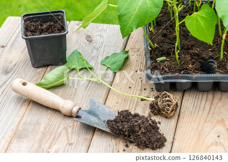 Process of transplanting vegetable seedling into plastic contain 126840143