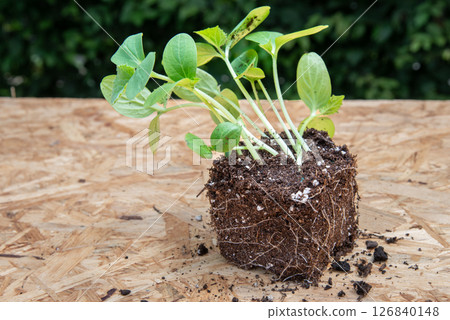 Seeding with root ball on wooden board with green leaves backgro Seeding with root ball on wooden board with green leaves backgro 126840148