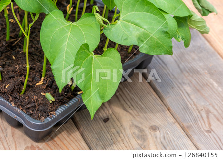 Tray with vegetable seedling on wooden work bench Tray with vegetable seedling on wooden work bench 126840155