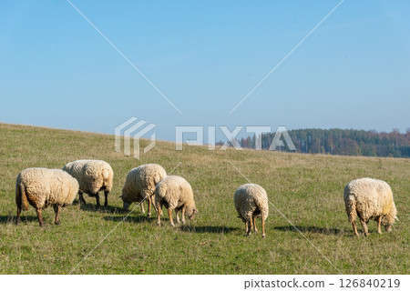 Herd of sheep grazing on pasture Herd of sheep grazing on pasture 126840219