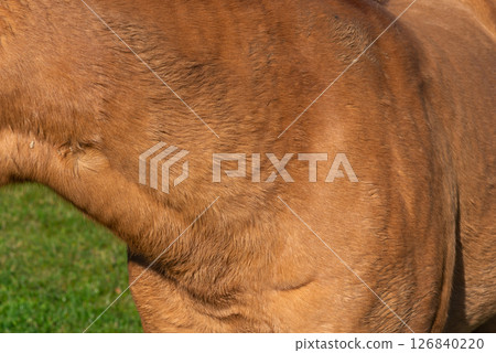 Close-up of fur of brown horse Close-up of fur of brown horse 126840220