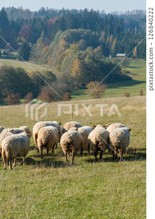 Herd of sheep grazing on pasture Herd of sheep grazing on pasture 126840222
