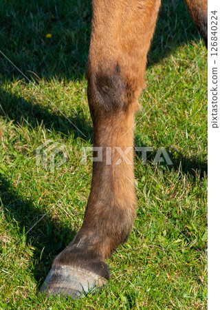 detail of a hoof of brown horse grazing on pasture detail of a hoof of brown horse grazing on pasture 126840224