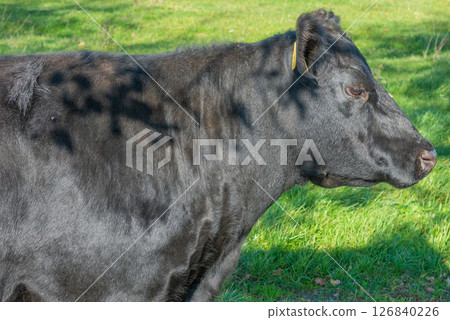 Potrait of black cow on pasture Potrait of black cow on pasture 126840226