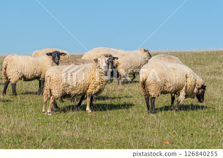 Herd of sheep grazing on pasture 126840255
