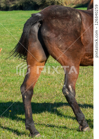 Detail of a brown horse grazing on pasture Detail of a brown horse grazing on pasture 126840259