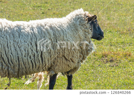 Single sheep standing on pasture 126840266