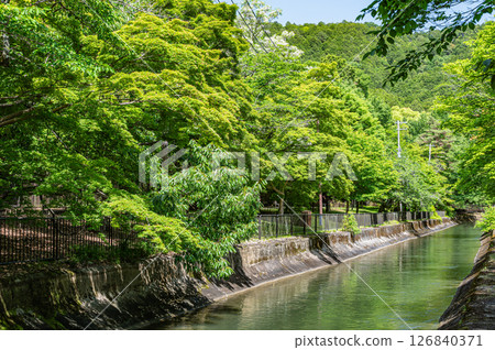 Lake Biwa Canal, forest along the canal, Kyoto City 126840371