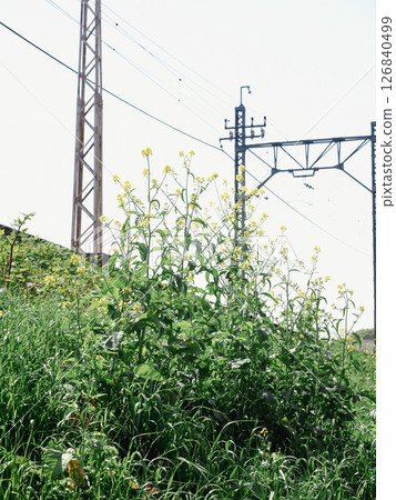 長滿雜草的電線桿 126840499