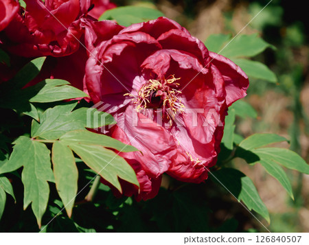 Red peony flower 126840507