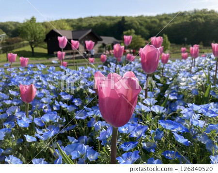 Echigo丘陵公園的鬱金香 Echigo丘陵公園的鬱金香 126840520