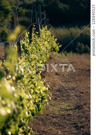 one row of grape vines. 126840525