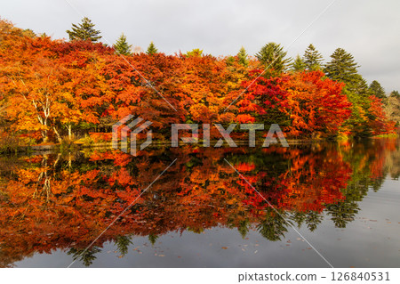 Autumn in Karuizawa, Nagano Prefecture: Autumn leaves at Kumoba Pond 126840531