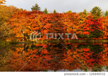 Autumn in Karuizawa, Nagano Prefecture: Autumn leaves at Kumoba Pond 126840532