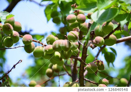 杏子 杏子 126840548