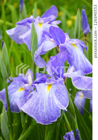 Iris flowers at Johoku Iris Garden in Osaka 126840553
