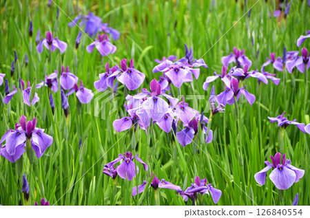 Iris flowers at Johoku Iris Garden in Osaka Iris flowers at Johoku Iris Garden in Osaka 126840554
