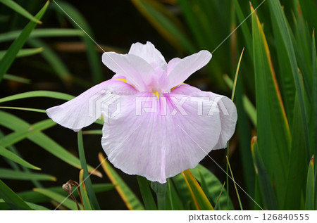 大阪城北鳶尾花園的鳶尾花 大阪城北鳶尾花園的鳶尾花 126840555
