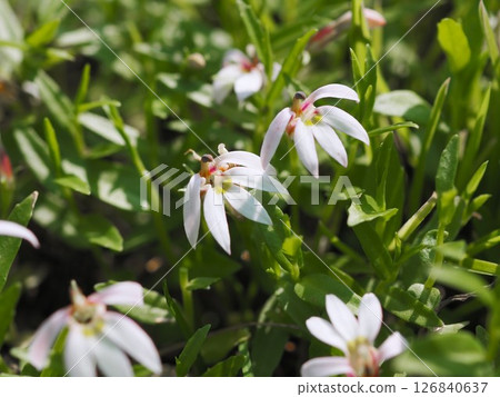 White flowers of the Mizokakushi blooming on the Arakawa riverbed in early summer 126840637
