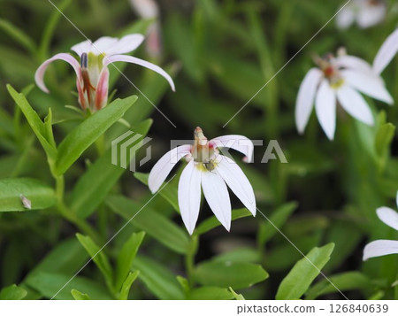 White flowers of the Mizokakushi blooming on the Arakawa riverbed in early summer 126840639