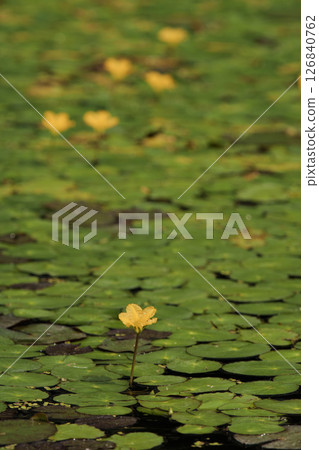 黃色朝薩花 126840762