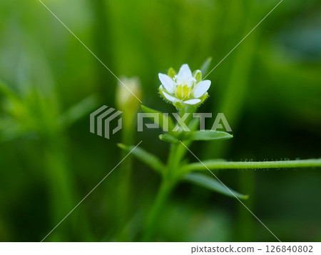 Small white flowers of clover blooming on the Arakawa riverbed in early summer Small white flowers of clover blooming on the Arakawa riverbed in early summer 126840802