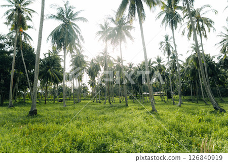 The Charm of a Coconut Grove Under the Sun on a Tropical Island 126840919