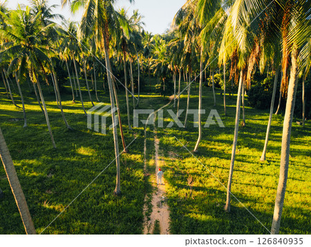 Golden Hour in a Koh Phangan Coconut Grove Golden Hour in a Koh Phangan Coconut Grove 126840935
