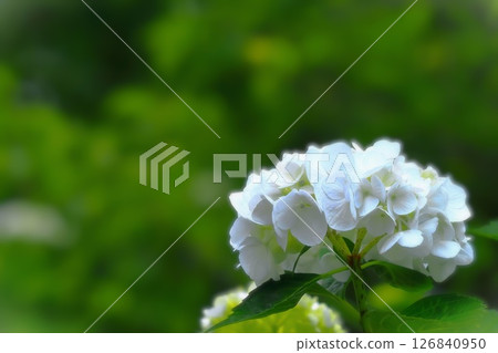 清爽的白色繡球花 126840950