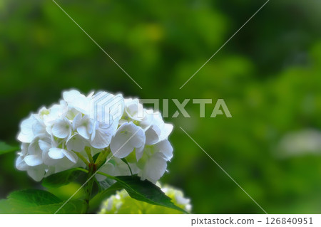 Refreshing white hydrangea Refreshing white hydrangea 126840951